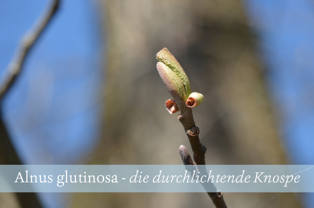 Alnus Glutinosa