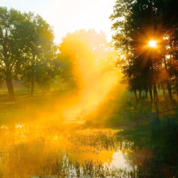 forest-660841_960_720 forest-660841_960_720